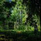 Person wearing dark gray t-shirt standing in front of outdoor sauna cabin in dense green forest with birch trees