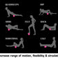Foam roller exercise guide showing eight muscle groups: quadriceps, hip, arms, feet, back, hamstring, and calf with gray silh