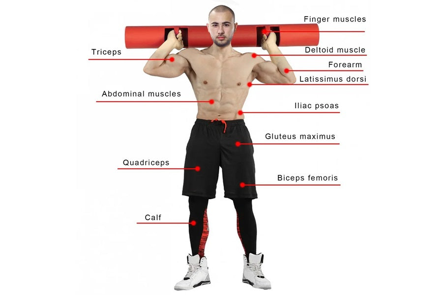 Shirtless man holding red foam tube across shoulders, labeled with major muscle groups including triceps, deltoids, abdominal
